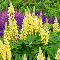 Lupino amarelo - Lupinus densiflorum - Sementes - Plantamundo