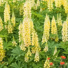 Lupino amarelo - Lupinus densiflorum - Sementes na internet