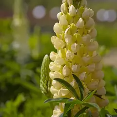 Lupino amarelo - Lupinus densiflorum - Sementes - comprar online