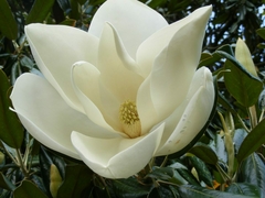 Magnolia grandiflora - Árvore - sementes