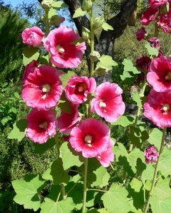 Malva Rosa Sortida - Alcea Rosea na internet