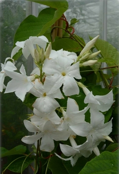Jasmin Chileno - Mandevilla laxa - trepaderia (sementes) na internet