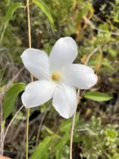 Jasmin Chileno - Mandevilla laxa - trepaderia (sementes)