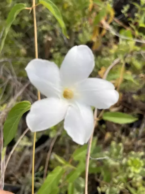 Jasmin Chileno - Mandevilla laxa - trepaderia (sementes)