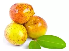 Mangaba - Mangabeira - Hancornia speciosa - Fruta Nativa - Sementes TEMPO LIMITADO na internet
