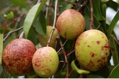Mangaba - Mangabeira - Hancornia speciosa - Fruta Nativa - Sementes TEMPO LIMITADO - comprar online