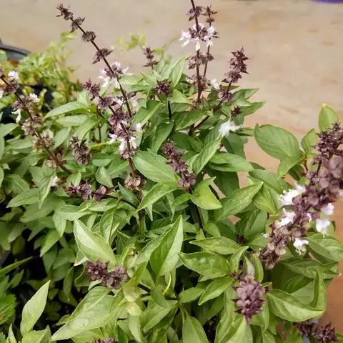 Manjericão Anis - Anise Basil - Ocimum basilicum - Sementes - comprar online