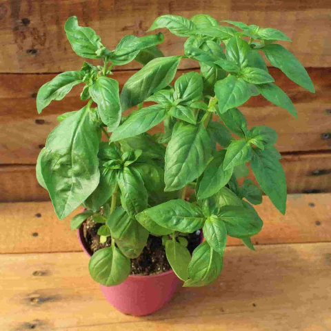 Manjericão Doce - Sweet Basil - Ocimum basilicum - Sementes - comprar online
