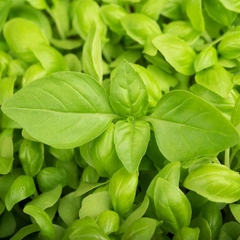 Manjericão Limão - Lemon Basil - Ocimum basilicum - comprar online