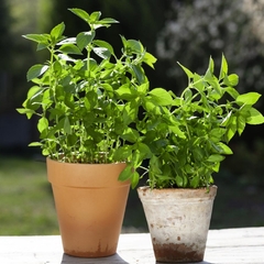 Manjericão Limão - Lemon Basil - Ocimum basilicum