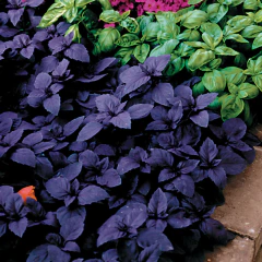 Manjericão Roxo Ruby - comprar online