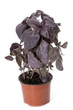 Manjericão Roxo Ruby na internet