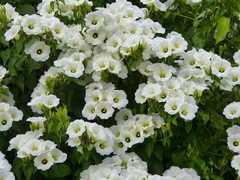 OLOLIUQUE - MANTO BLANCO - Turbina corymbos - Ipomoea corymbosa - PLANTA ENTEOGENA