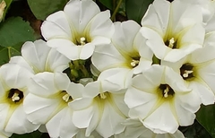 MANTO BRANCO - OLOLIUQUE - Turbina corymbos - Ipomoea corymbosa - comprar online