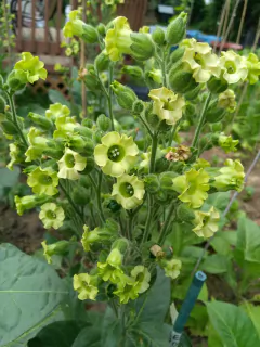 Mapacho - Tabaco Selvagem - Nicotiana rustica - comprar online