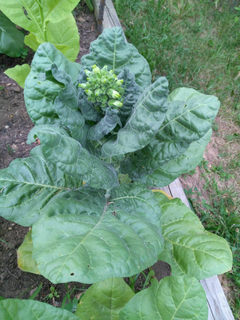 Mapacho - Tabaco Selvagem - Nicotiana rustica