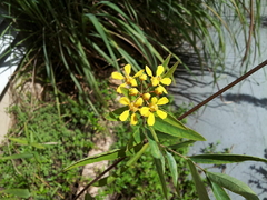 Mariposita - Borboletinha - Heteropterys Glabra - Flor - comprar online