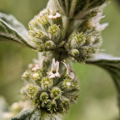 Marroio - Marrubium vulgare - comprar online