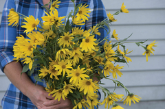 Girassol Perene Multifloral - Girassol Maximilian