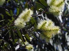 Melaluca cajeputi - Cajeput Oil Tree - Árvore - comprar online