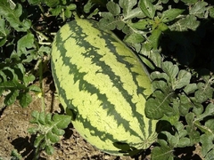 Melancia Gigante Congo