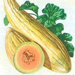 Melão Banana - Cucumis melo - Gigantes e deliciosos na internet