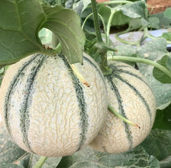 Melão Cantaloupe Charentais Variedade Da França - Sementes - loja online