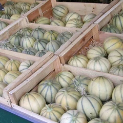 Melão Cantaloupe Charentais Variedade Da França - Sementes na internet