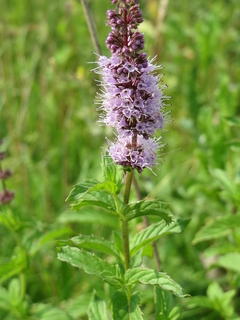 Erva Levante - Spearmint - Hortelã Menta - Mentha spicata - comprar online
