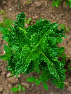 Erva Levante - Spearmint - Hortelã Menta - Mentha spicata - Plantamundo