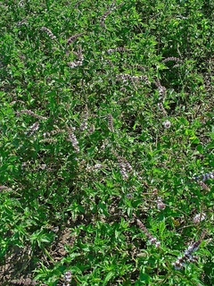 Erva Levante - Spearmint - Hortelã Menta - Mentha spicata na internet