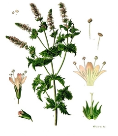 Erva Levante - Spearmint - Hortelã Menta - Mentha spicata - loja online