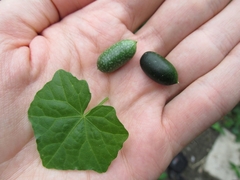Micro Pepino - Cucamelon - Melothria fluminensia
