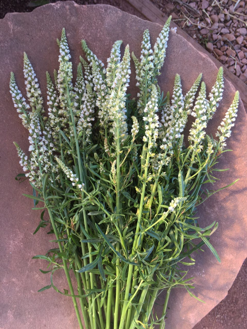 Reseda - Mignonette - Reseda odorata - Flor perfumada!!