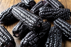 Milho Roxo Peruano - Milho preto - Plantamundo