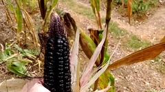 Milho Roxo Peruano - Milho preto na internet