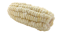 Milho Branco Gigante - Milho Peruano - comprar online