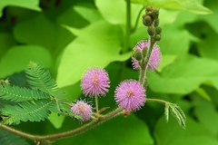 Dormideira - Adormidera - Mimosa pudica na internet