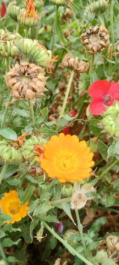 Mini Calêndula - Calendula officinalis - PANC - Flor comestível - Medicinal - Sementes - comprar online