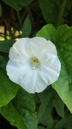 Mini Rosa de Madeira - Merremia sp - Ipomoea Branca flor de dia