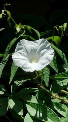 Mini Rosa de Madeira - Merremia sp - Ipomoea Branca flor de dia - loja online