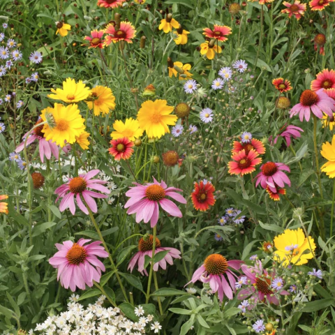 Mix de Flores para atrair abelhas - 1000 sementes