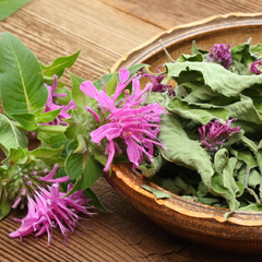 Lemon Mint - Balsamo de Abelha - Monarda citriodora - comprar online
