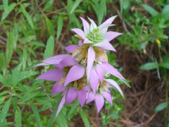 Monarda punctata - Bee Balm - Bálsamo de Abelha (Sementes)
