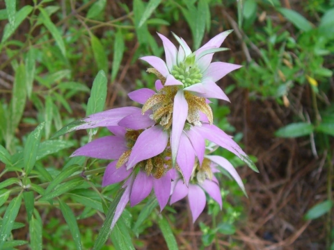 Monarda punctata - Bee Balm - Bálsamo de Abelha (Sementes)