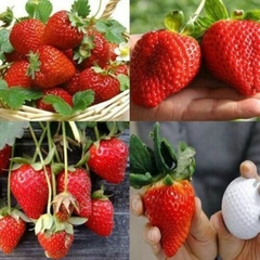 Morango Gigante - comprar online