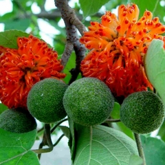 Amora Mulberry - Amoreira de Papel - Broussonetia papyrifera