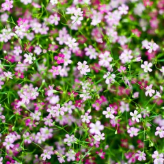Mosquitinho Sortido - Gypsophila elegans - flor - comprar online