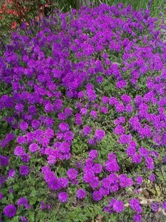 Moss Verbena - Verbena tenuisecta - Flor - comprar online