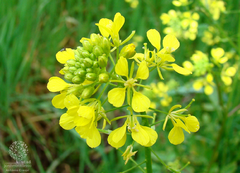Sementes de Mostarda Branca - Sinapsis alba